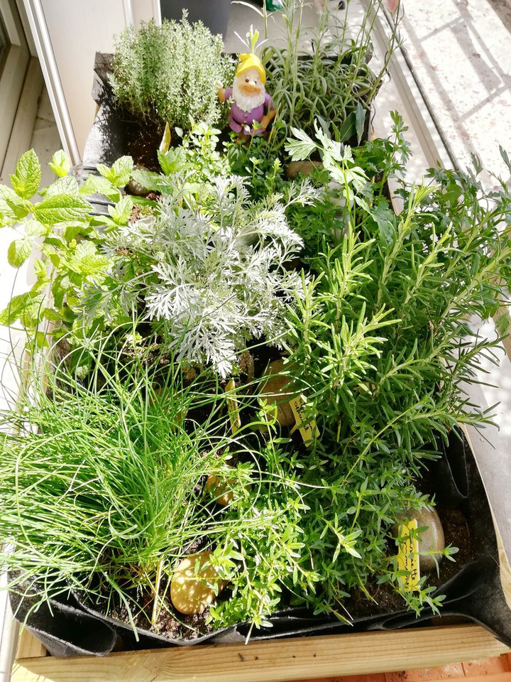 aromatique gardena