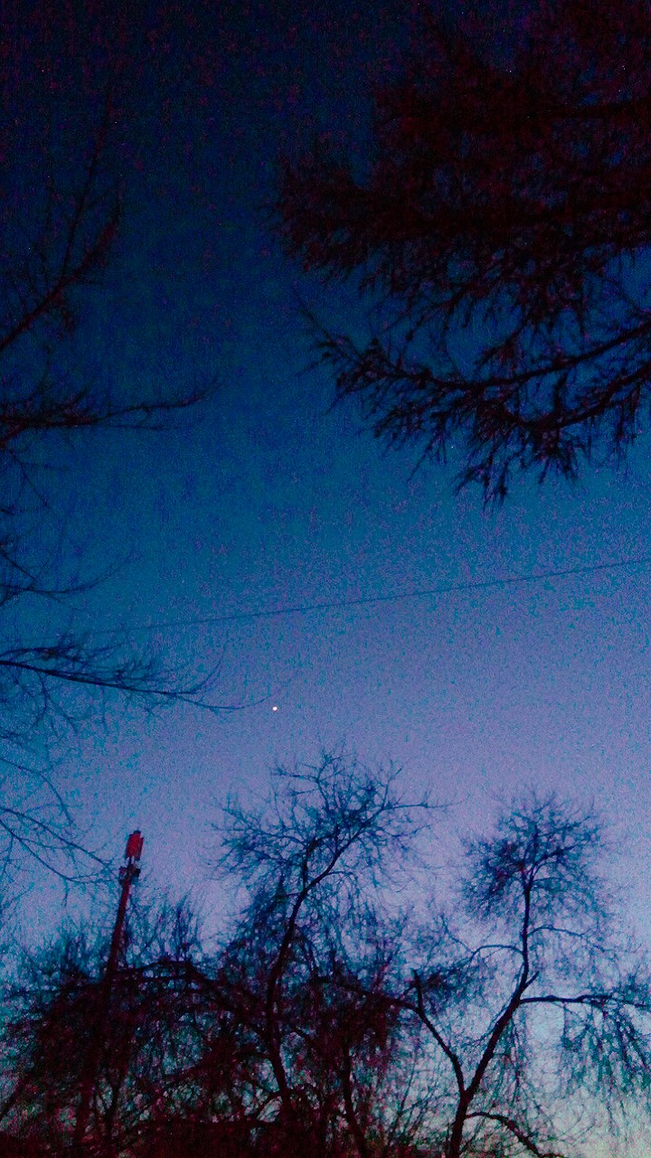 Лес