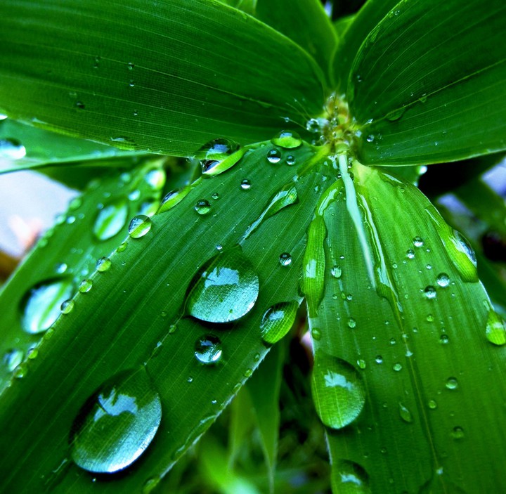 plant