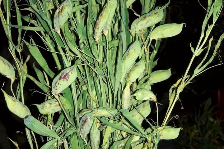 tiwara