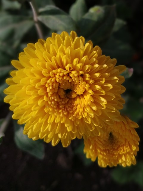 Yellow Flower
