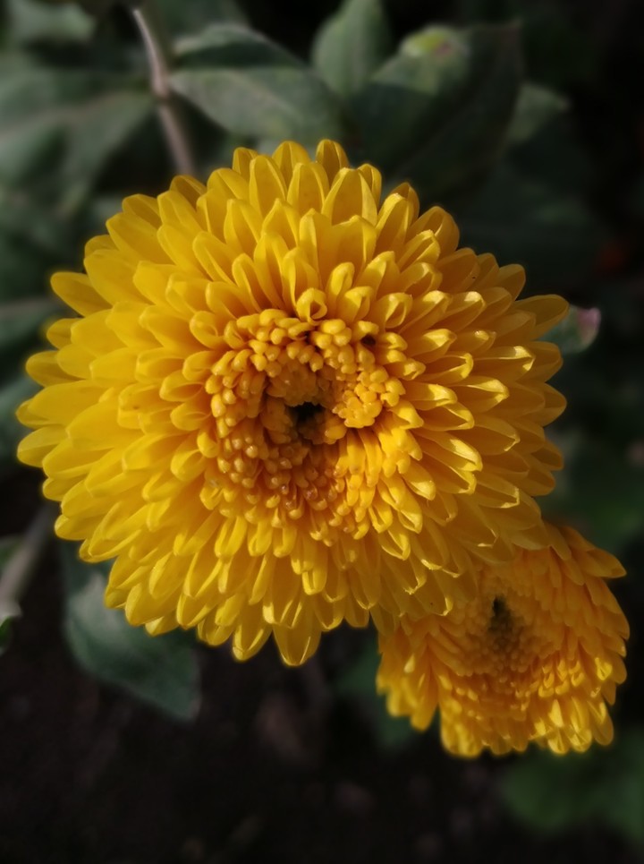 Yellow Flower