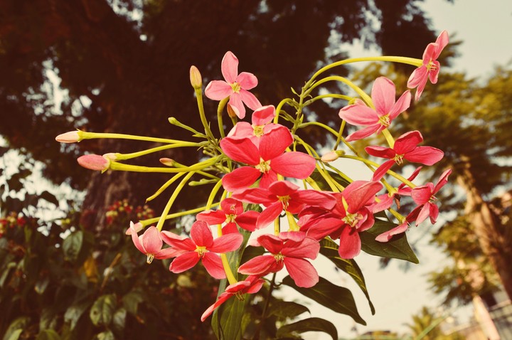 Flowers