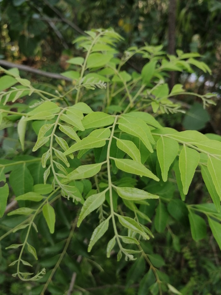 leaves