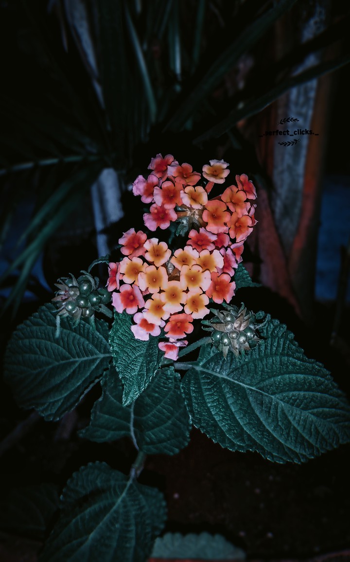 flower photography