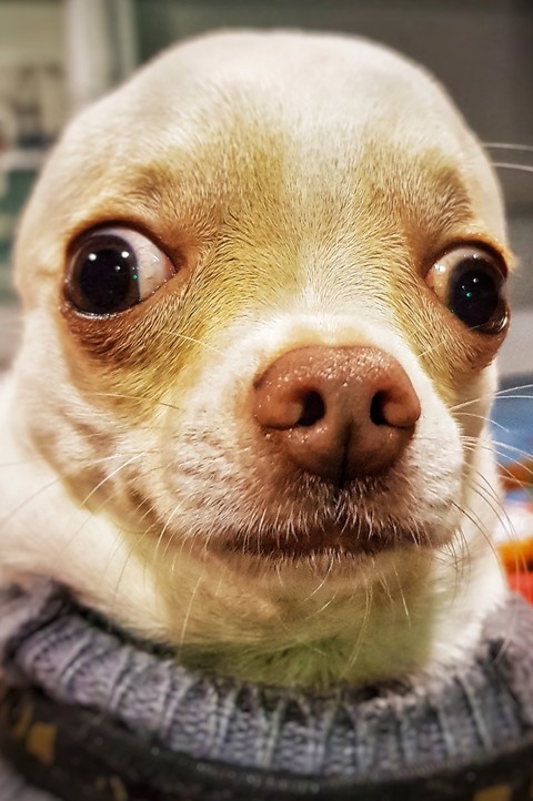little dog