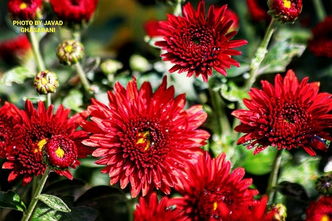 plant, petal Hintergrundbilder