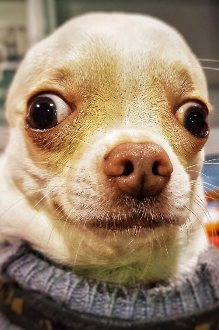 little dog