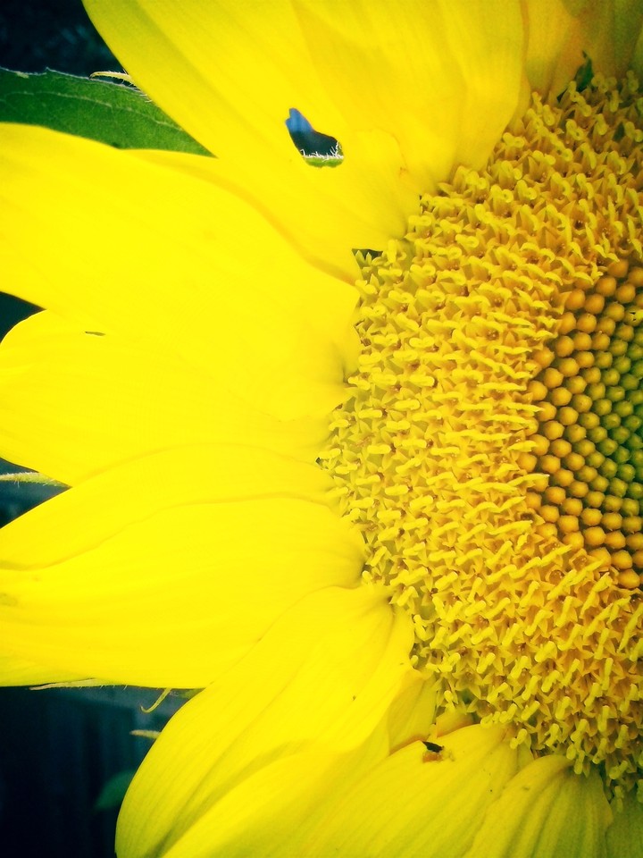 sunflower