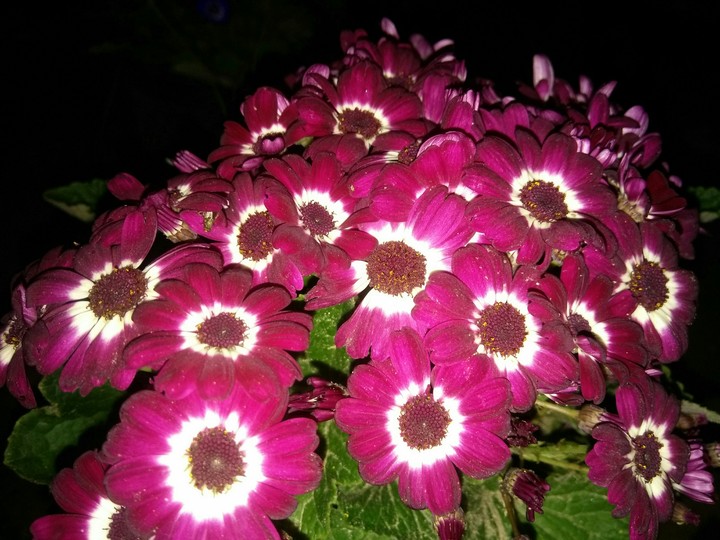 red flower