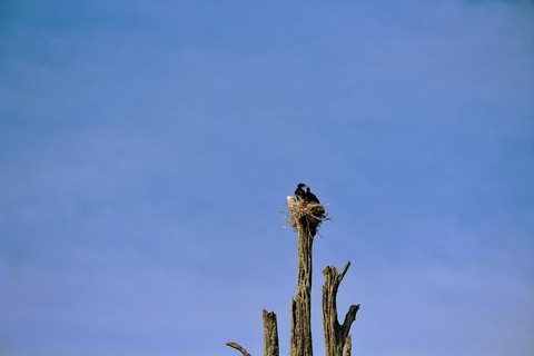 Nest