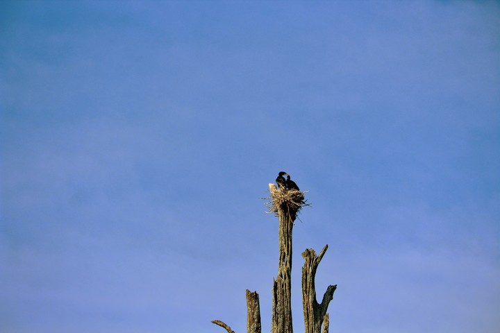 Nest