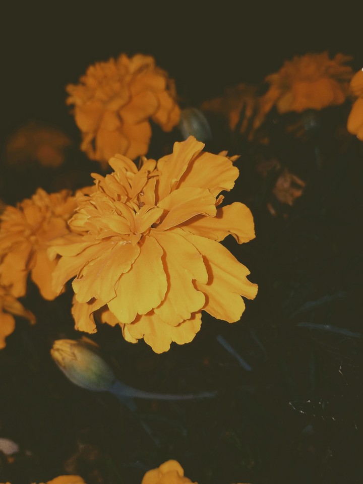 orange flowers