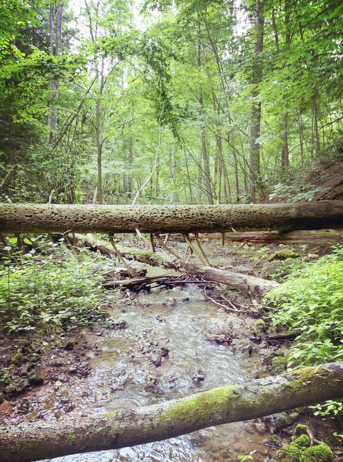 fondos de pantalla wilderness, woodland