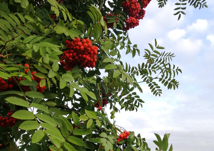 nature