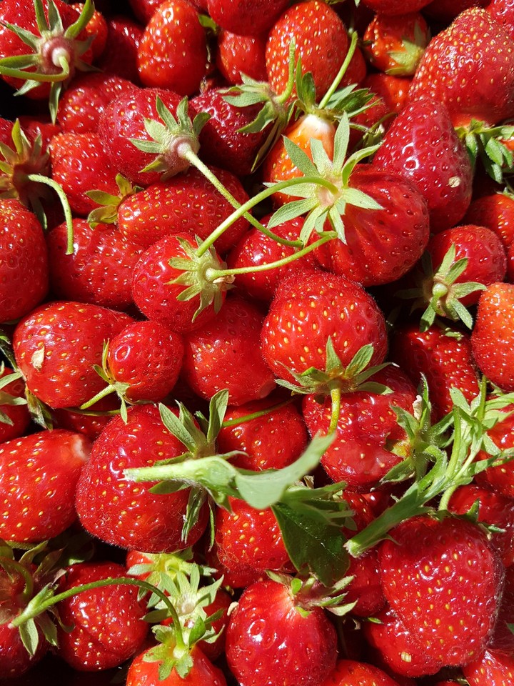 Fraises strawberry fresas