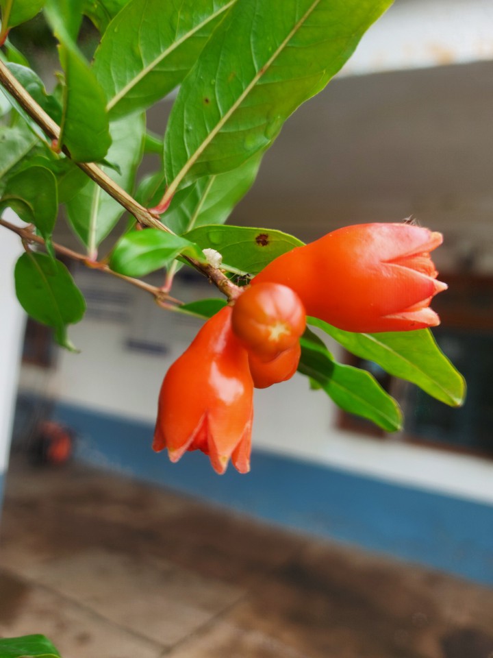 pomegranate flower