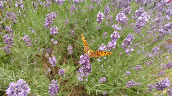 motyl lawenda