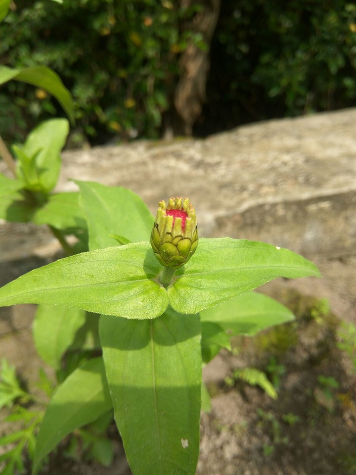 Flowers Bud