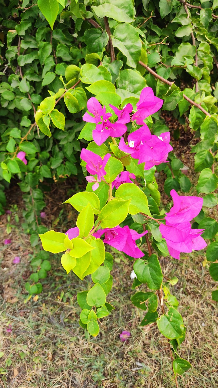 flowers