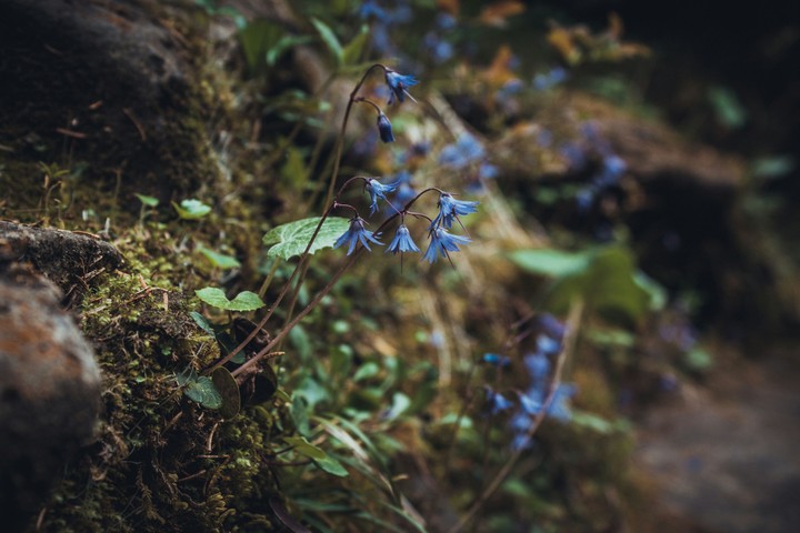 Wild flower