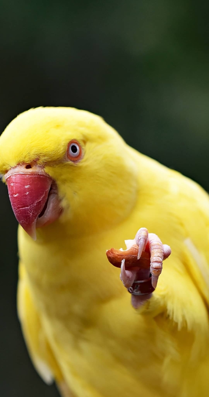 parrot