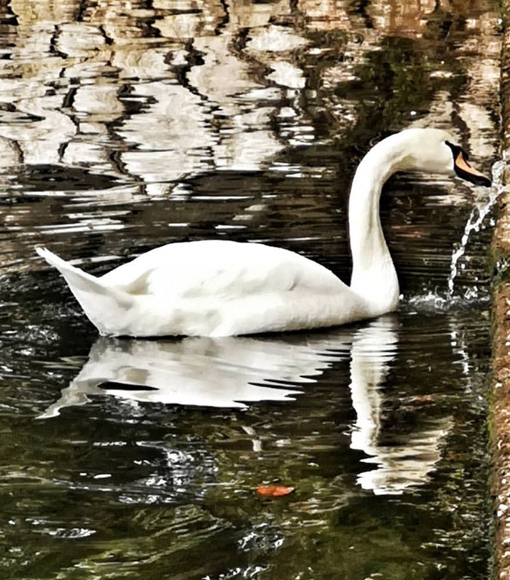 cigno