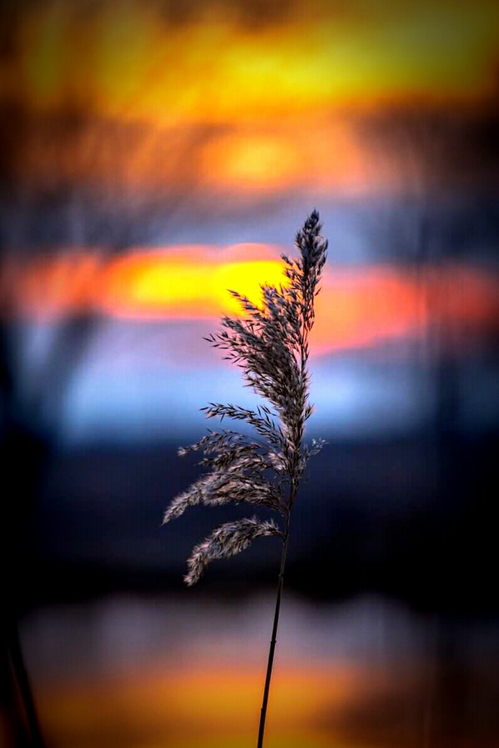 nature