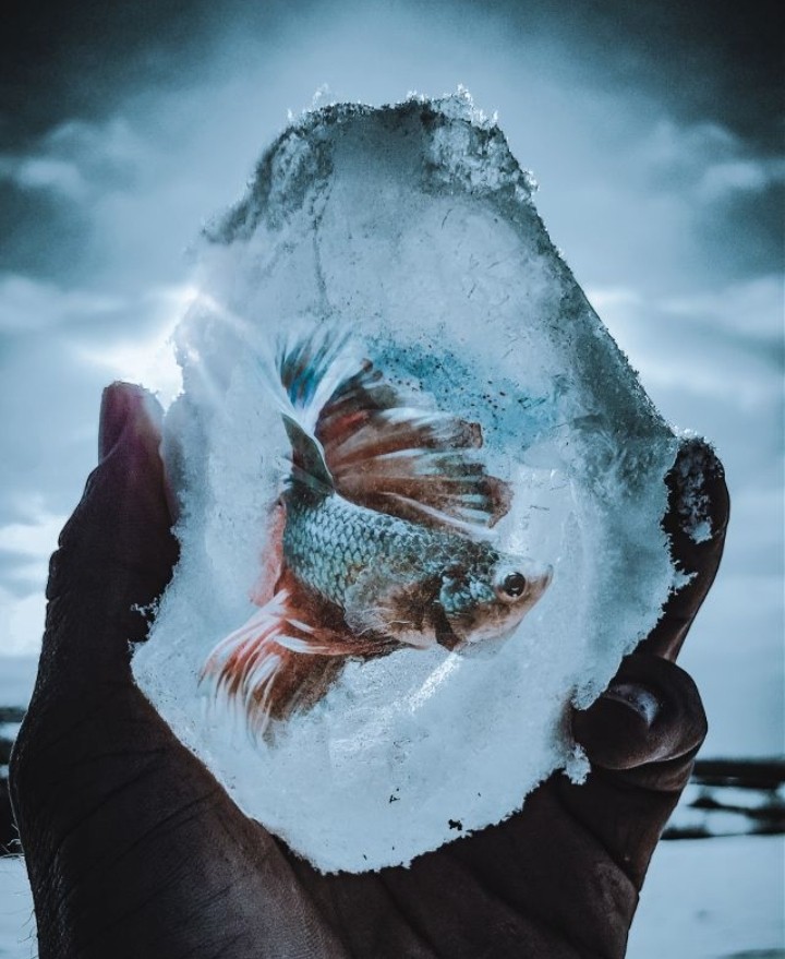 Fish
