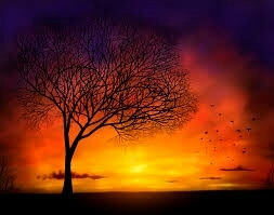 Sunset &dead tree