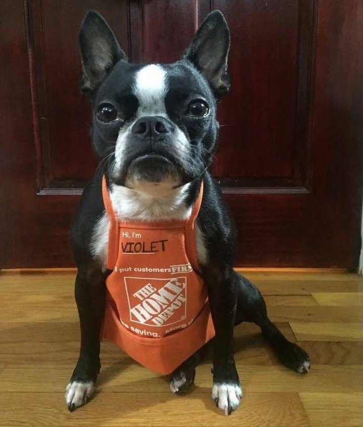 Violet the Home Depot Boston Terrier