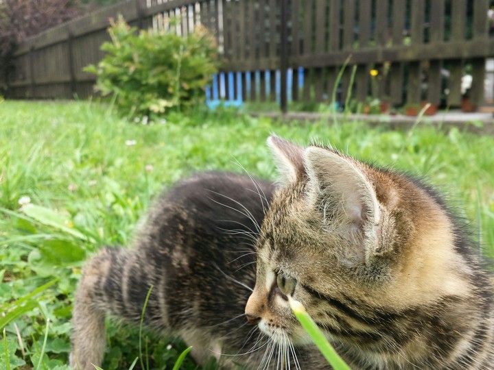 cat in gras