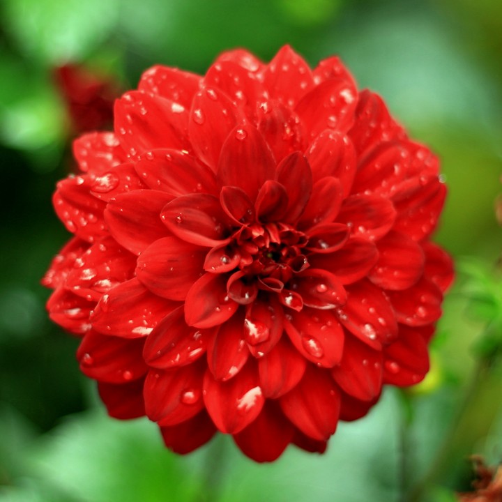 Dahlias flower after the rain