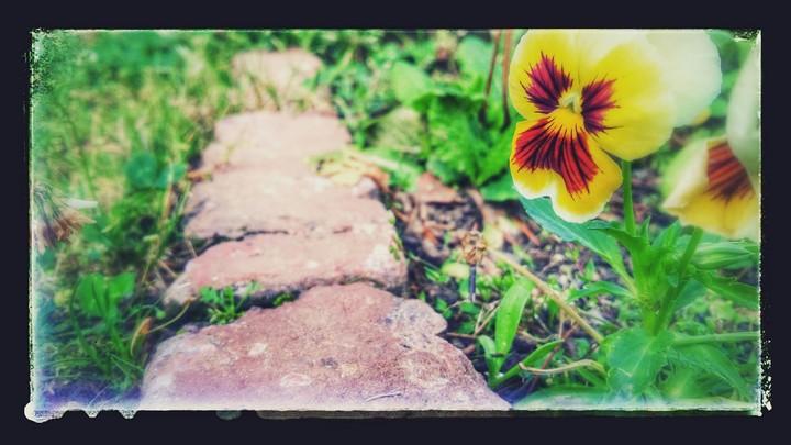 Dog Flower