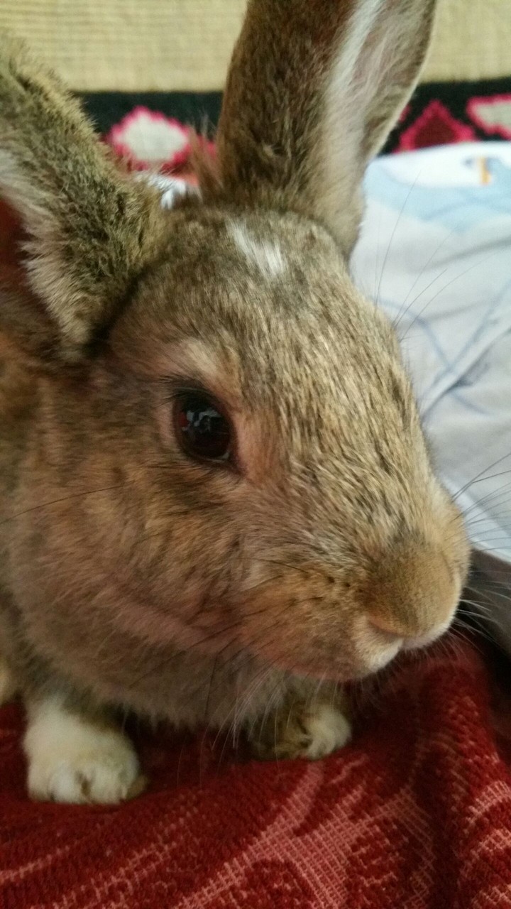 rabbit