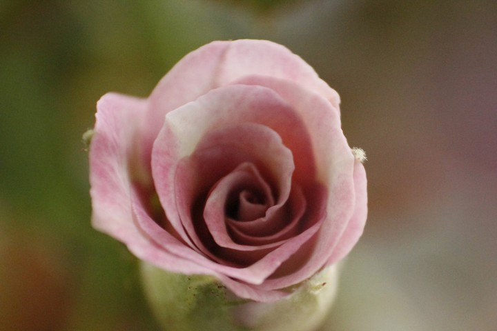 macro