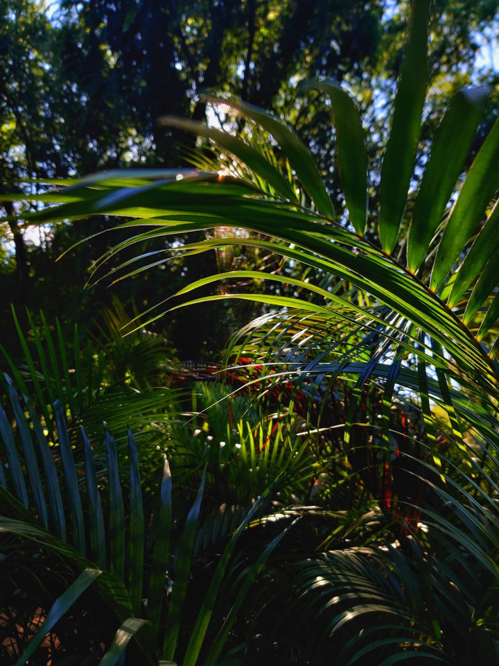 nature