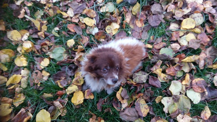 autumn