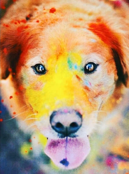 dogs