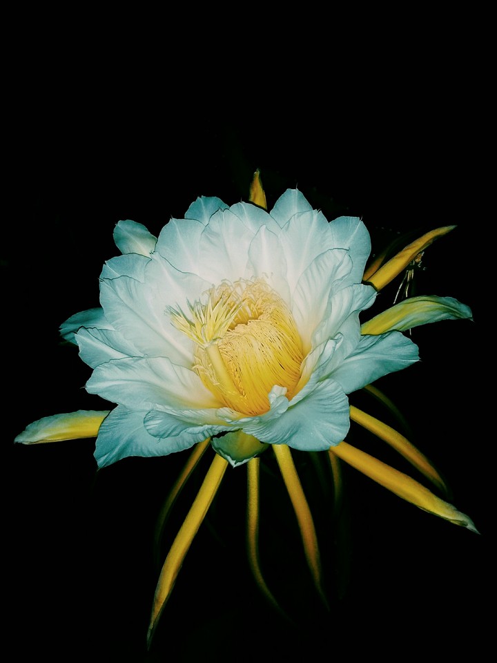 white flower