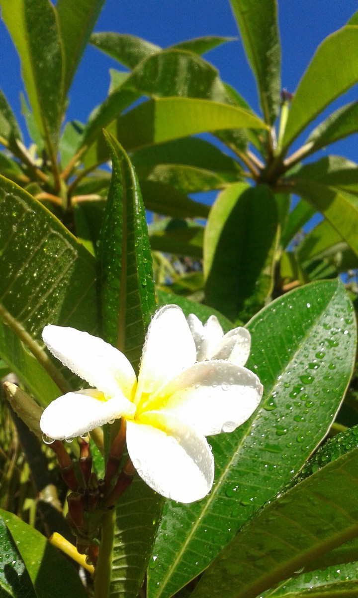 Frangapani