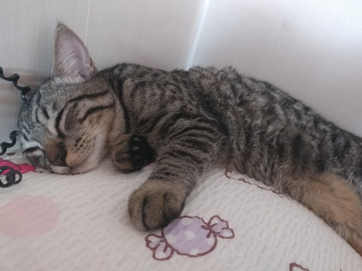 야옹