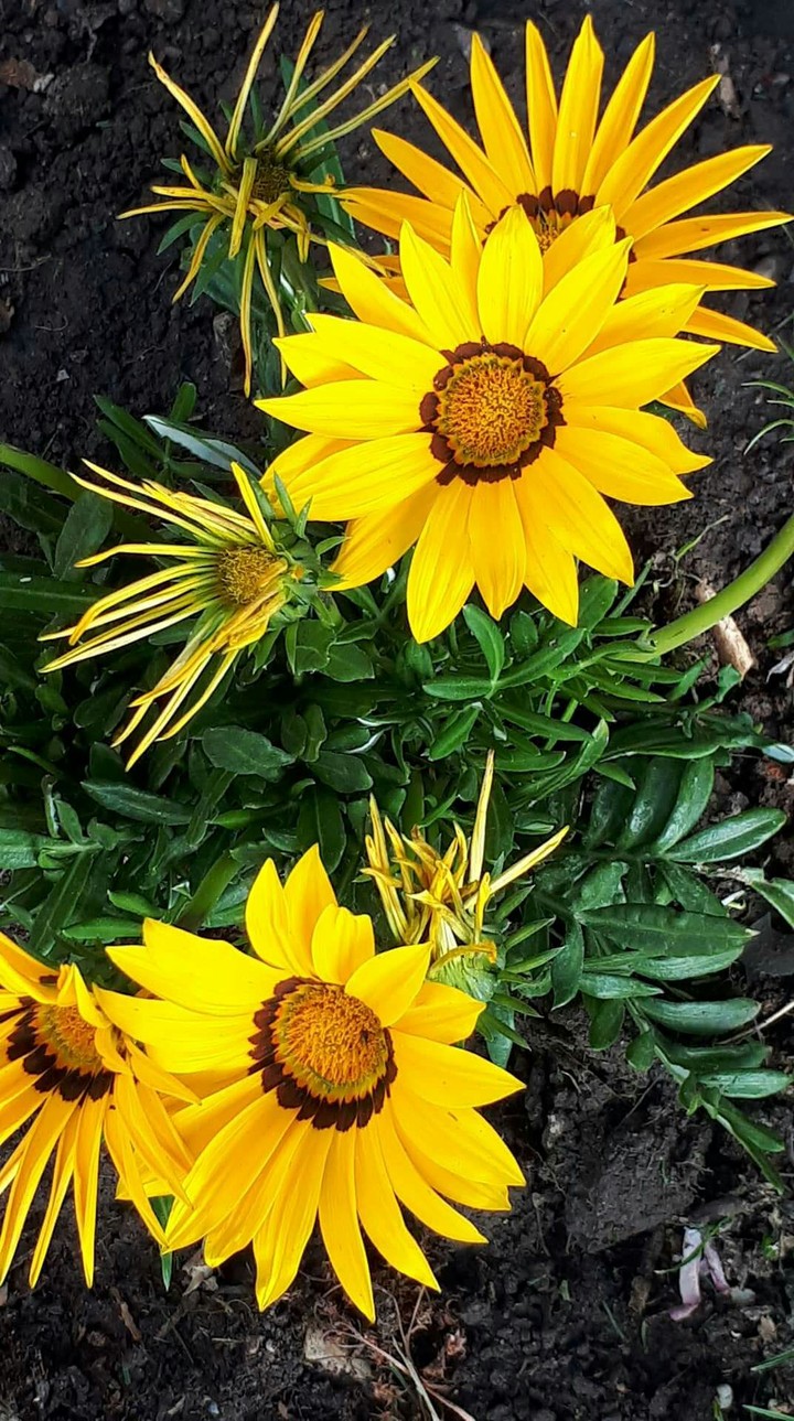 flowers