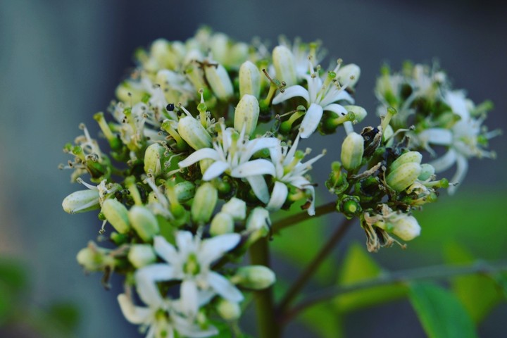 white seed