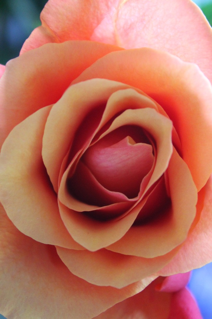 rose