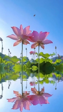 #flower