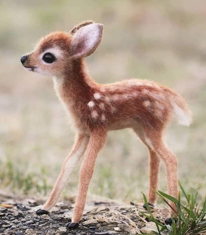 Cute Baby Buck