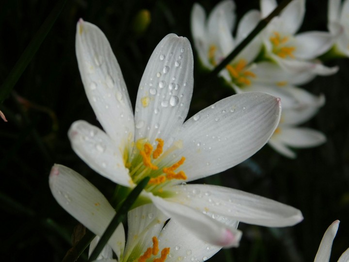 flower