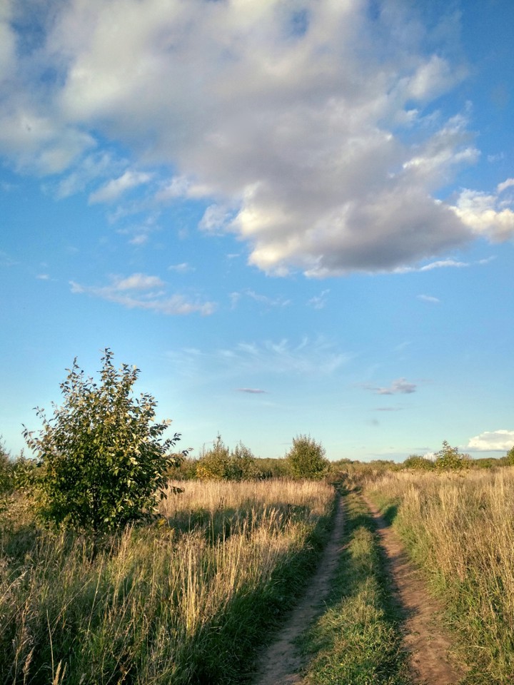 autumn in the field