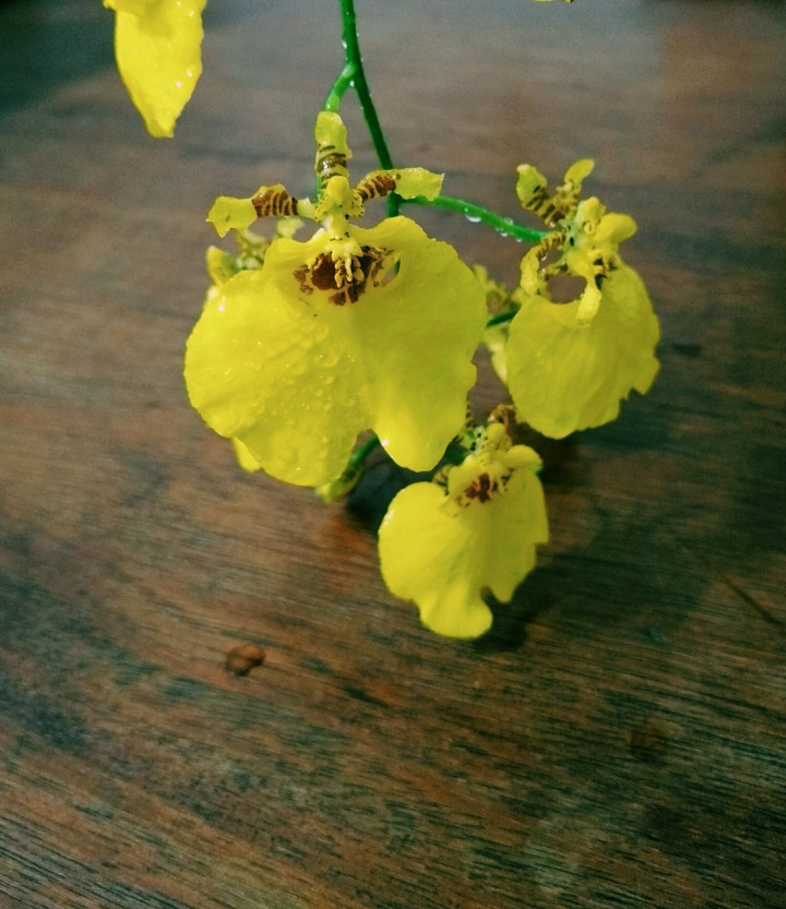 orquídea amarela